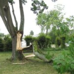 Branche arrachée après une tempête. elagage, élagage, abattage, tailles, var, Toulon, Hyères, la seyne sur mer, Six fours, Saint Tropez