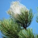 Chenilles processionnaires elagage, élagage, abattage, tailles, var, Toulon, Hyères, la seyne sur mer, Six fours, Saint Tropez