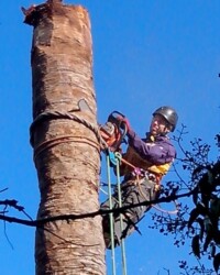 Démontage de palmiers attaqués par le charançon avec respect du protocole imposé par l'état par arrêté ministériel. elagage, élagage, abattage, tailles, var, Toulon, Hyères, la seyne sur mer, Six fours, Saint Tropez