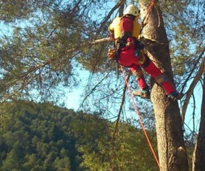 Démontage d'un pin à Sollies-Toucas elagage, élagage, abattage, tailles, var, Toulon, Hyères, la seyne sur mer, Six fours, Saint Tropez