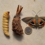 Paysandisia archon, papillon tueur de palmier elagage, élagage, abattage, tailles, var, Toulon, Hyères, la seyne sur mer, Six fours, Saint Tropez
