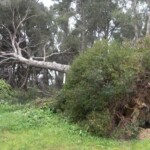 Pin arraché par la tempête elagage, élagage, abattage, tailles, var, Toulon, Hyères, la seyne sur mer, Six fours, Saint Tropez