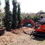 Pendant les travaux de plantation de haie de Laurus nobilis elagage, élagage, abattage, tailles, var, Toulon, Hyères, la seyne sur mer, Six fours, Saint Tropez