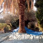 Abattage d'un palmier infesté par le charançon dans le respect des protocoles imposés elagage, élagage, abattage, tailles, var, Toulon, Hyères, la seyne sur mer, Six fours, Saint Tropez