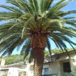 Palmier en bonne santé elagage, élagage, abattage, tailles, var, Toulon, Hyères, la seyne sur mer, Six fours, Saint Tropez