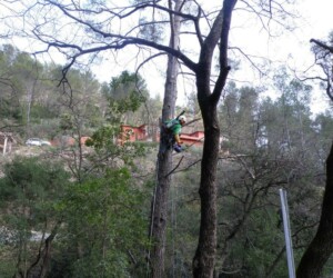 Taille de pins d'Alep à Belgentier elagage, élagage, abattage, tailles, var, Toulon, Hyères, la seyne sur mer, Six fours, Saint Tropez