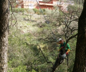 Taille de pins d'Alep à Belgentier elagage, élagage, abattage, tailles, var, Toulon, Hyères, la seyne sur mer, Six fours, Saint Tropez