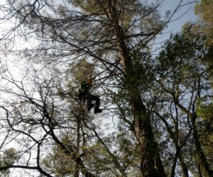 Taille de pins d'Alep à Belgentier elagage, élagage, abattage, tailles, var, Toulon, Hyères, la seyne sur mer, Six fours, Saint Tropez